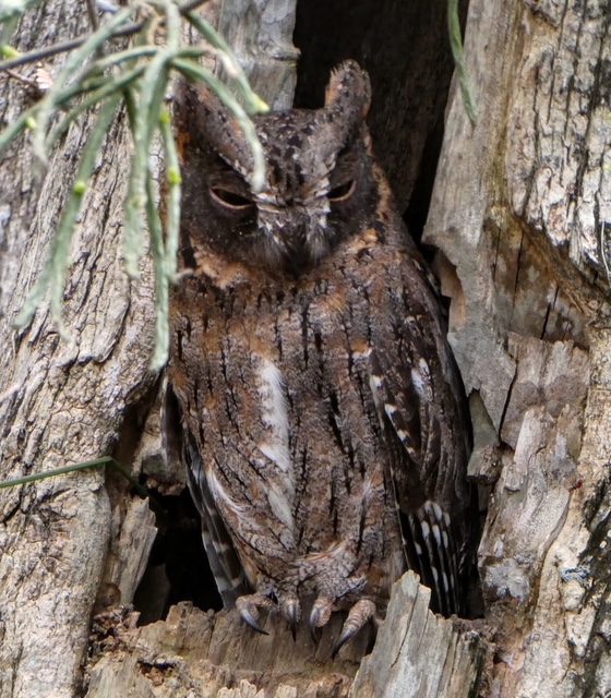This is a Madagascar Scops Owl, beautiful! This is a Madagascar Scops Owl, beautiful!