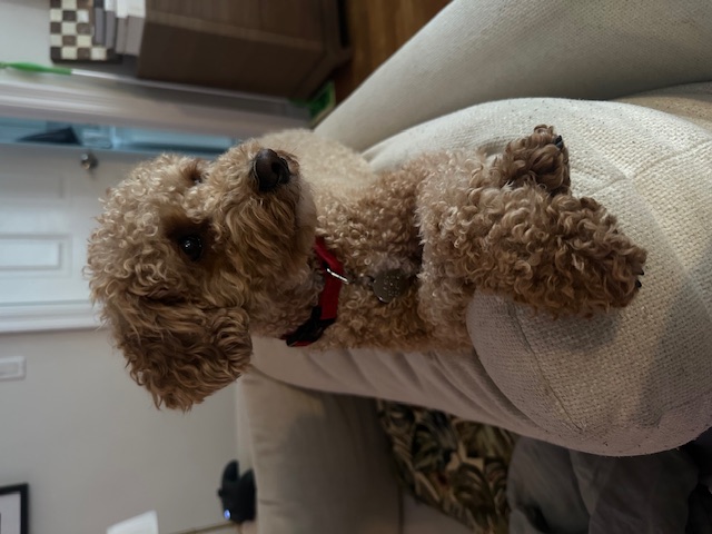 How sweet is this little Maisy? How sweet is this little Maisy?
