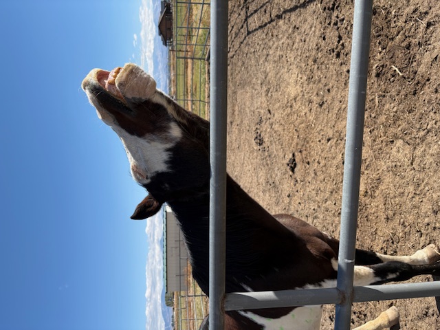 Chief is one very happy boy. Chief is one very happy boy.