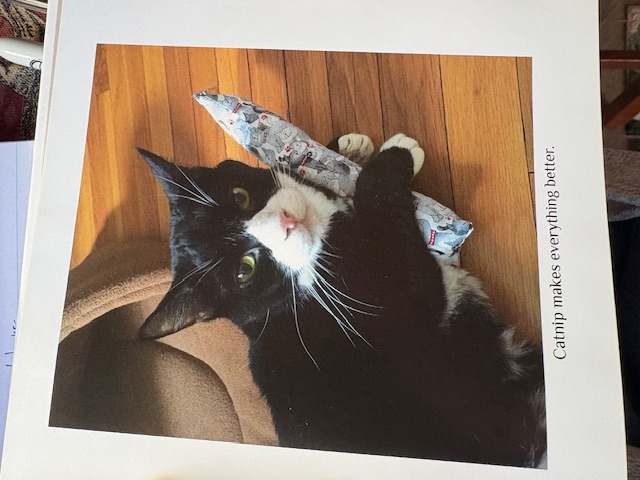 Sylvester was quite possessive of his catnip