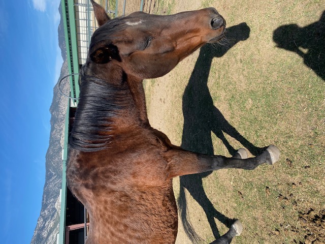 Max the King! Max the King!