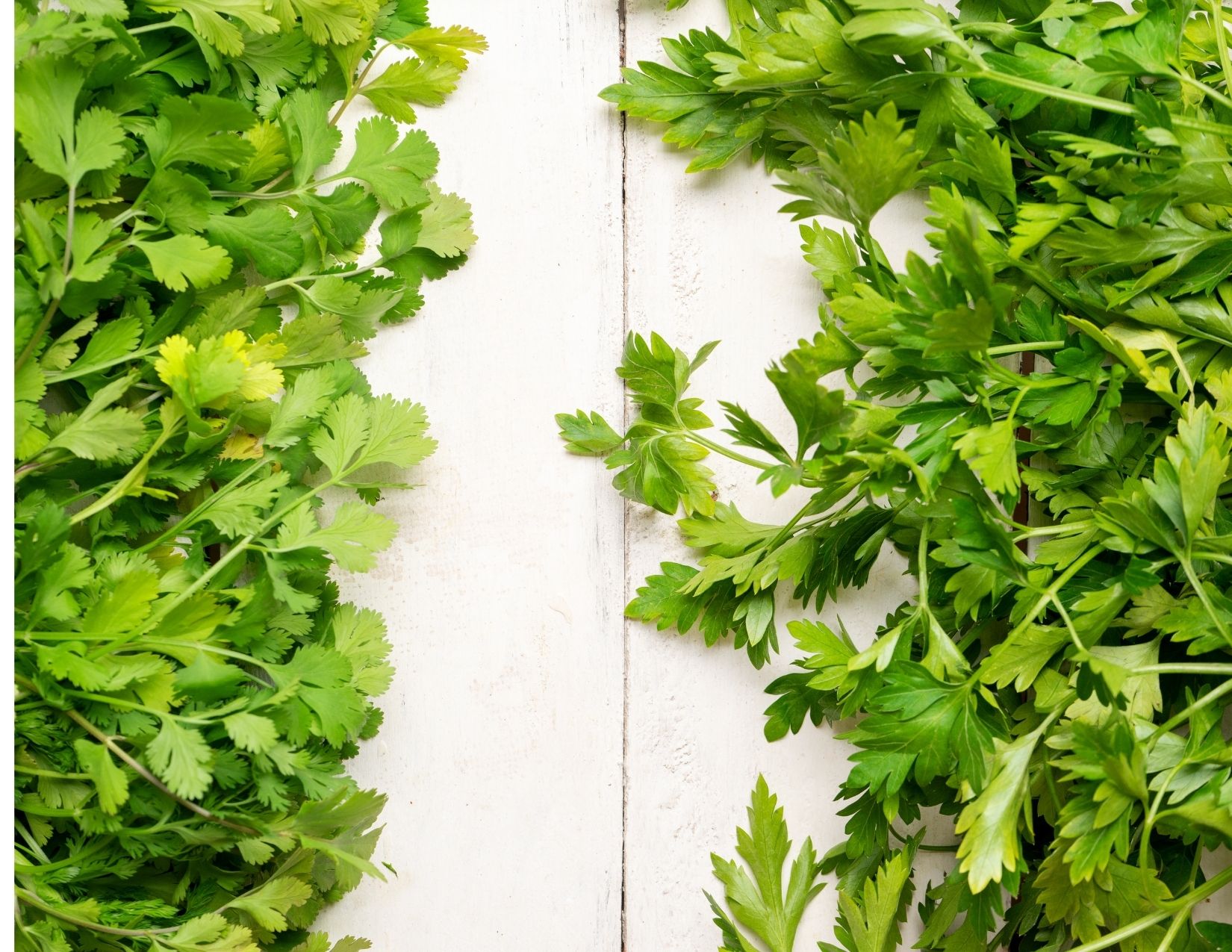 Parsley and cilantro are great chelators to detox heavy metals Parsley and cilantro are great chelators to detox heavy metals