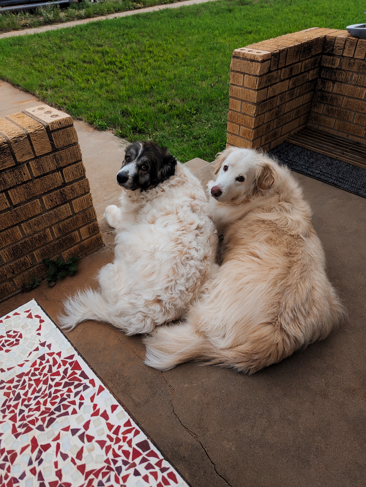 dogs dogs
