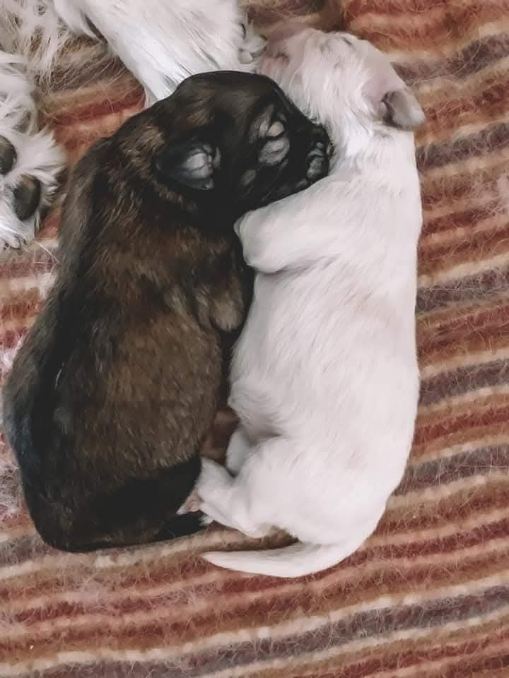 pups pups