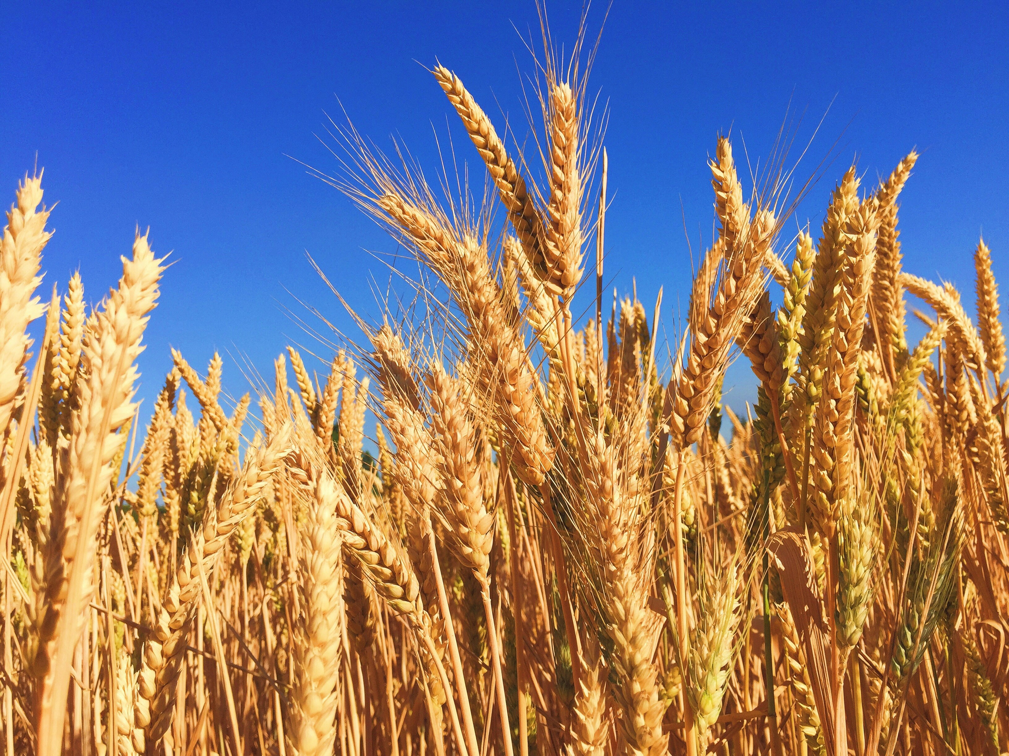 Parable of Wheat and weeds.