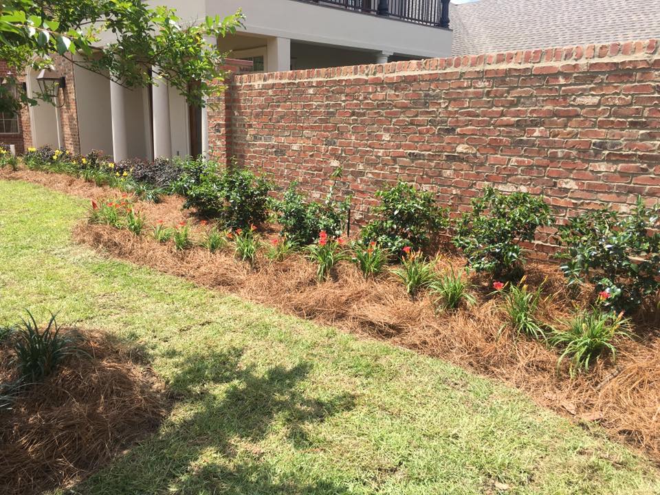 Mulched front yard garden with ornamental grasses in West Monroe, LA