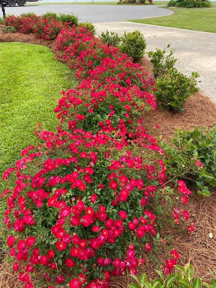 Layered flower bed design with pink and yellow flowers in Bastrop, LA