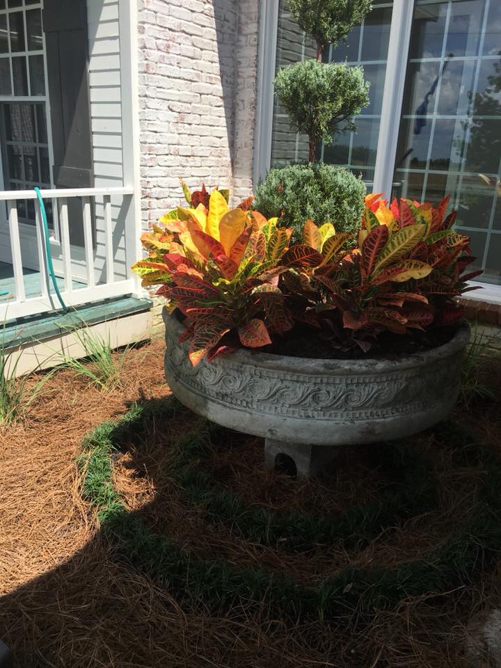 Bright flower bed design with marigolds in Rayville, Louisiana