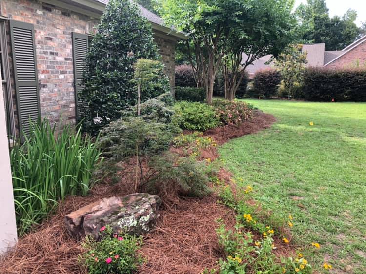 Mulched flower beds with azaleas in Sterlington, Louisiana