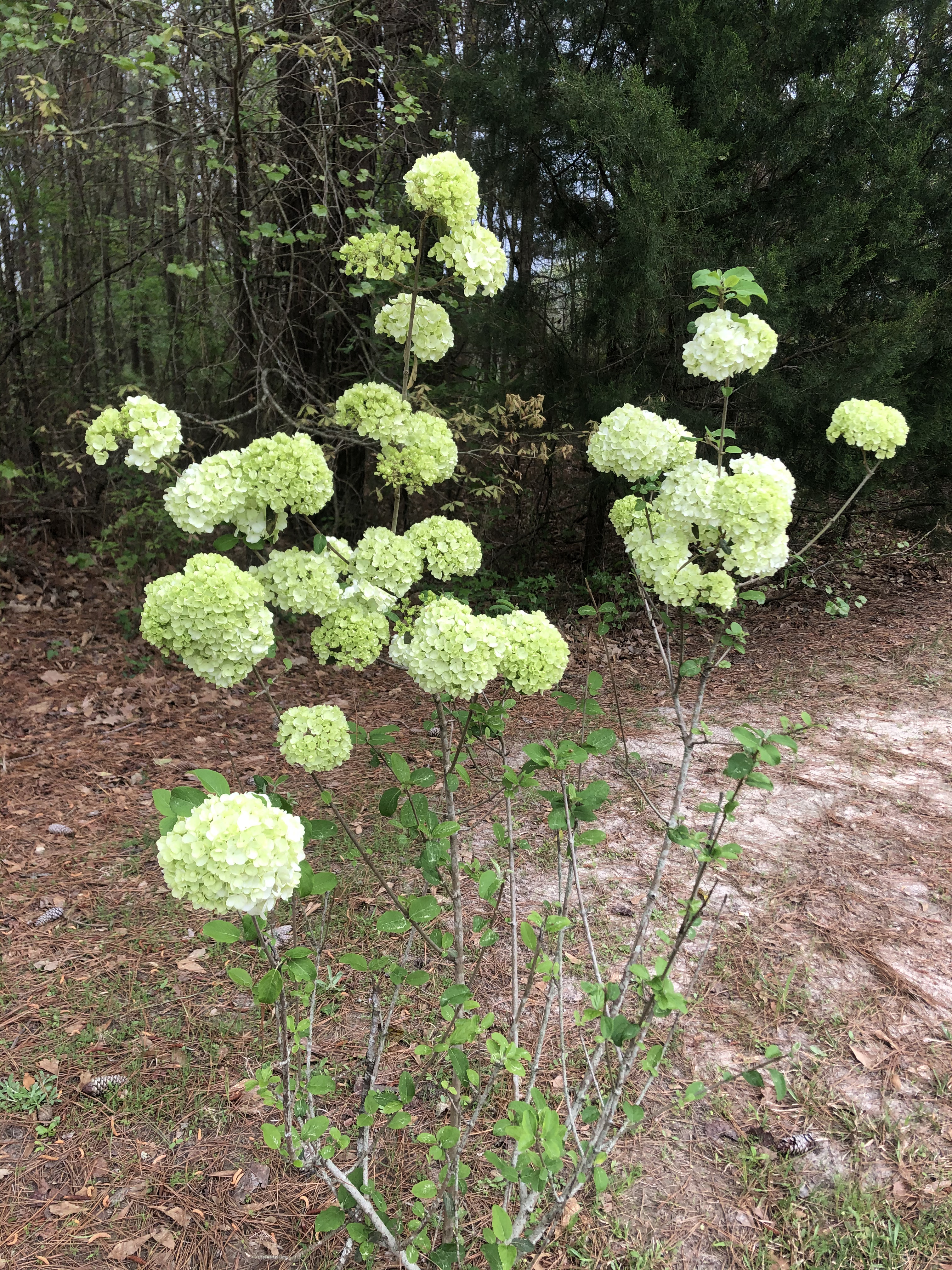 Flowering plant with large greenish-cream colored blooms.