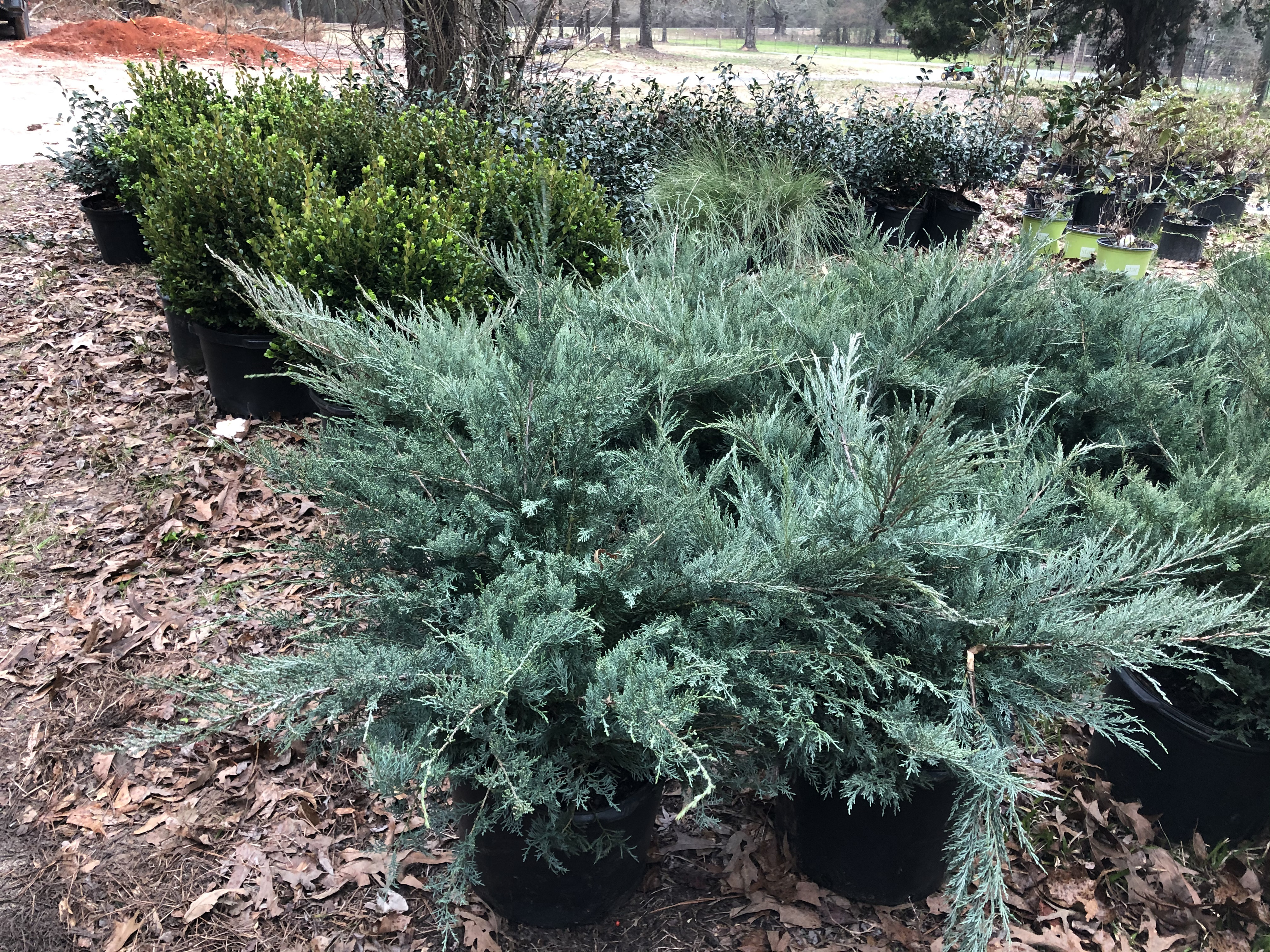 Rich green plants.