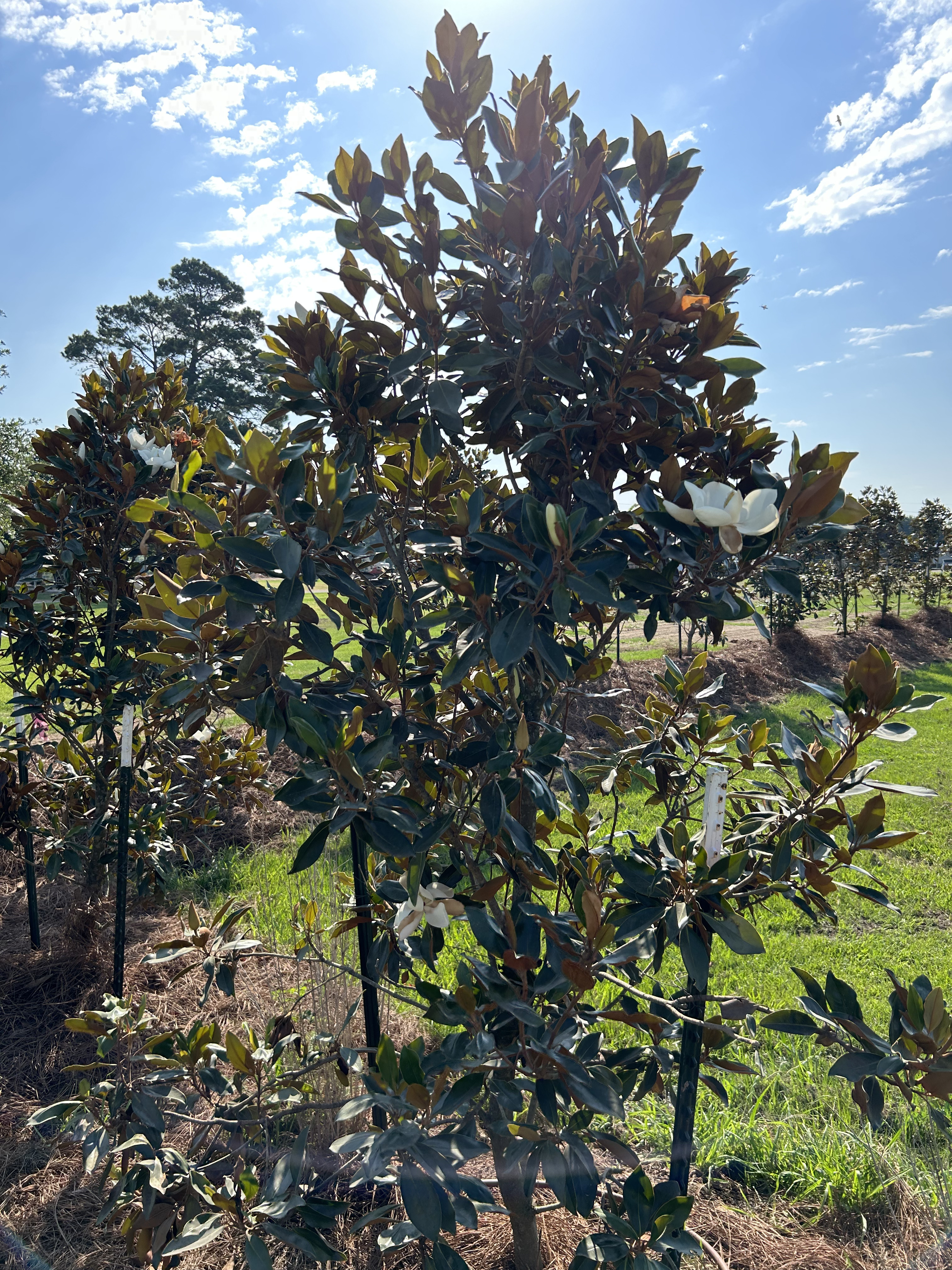 Magnolia trees planted along a property line