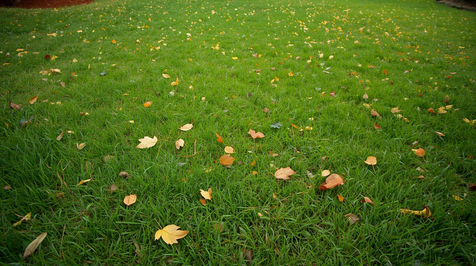 Green grass in Ruston LA