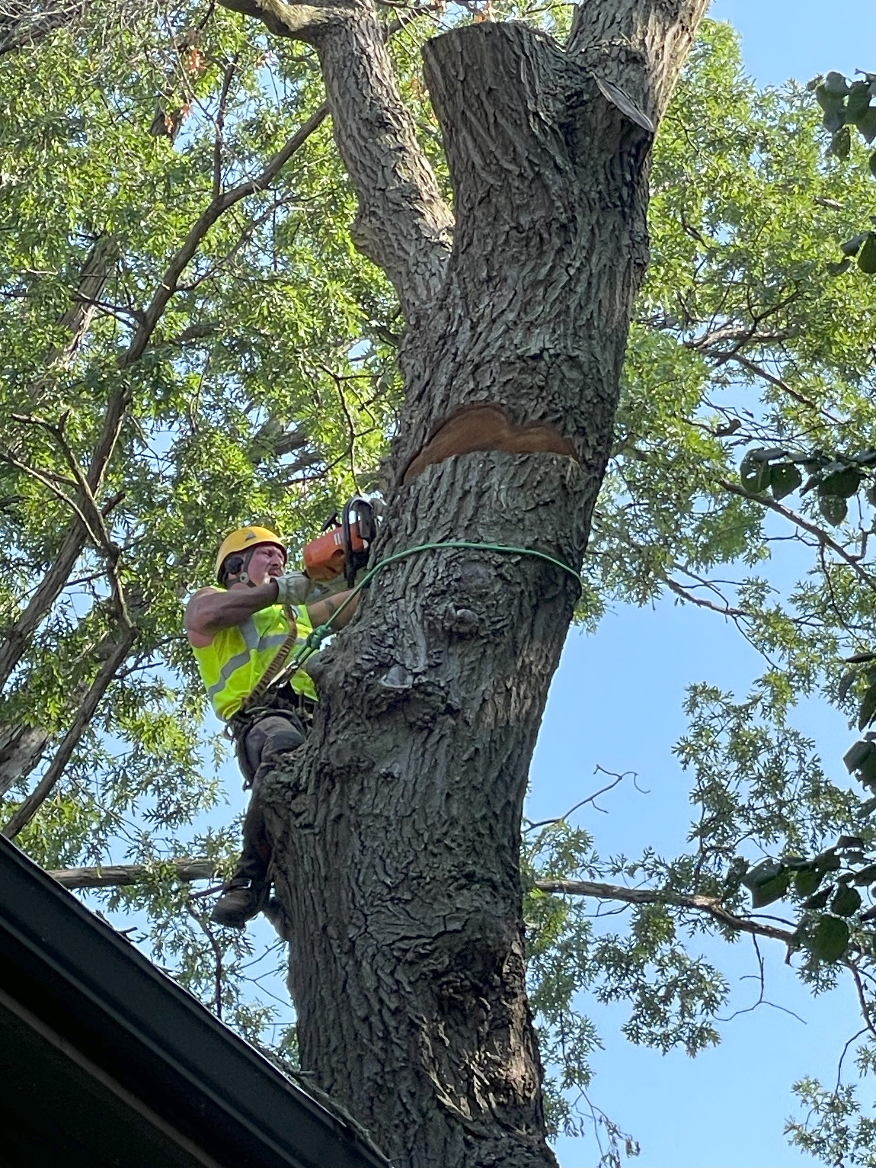 Owner of New Horizons Tree Experts Chad Watercott cutting down trees in St. Cloud MN Owner of New Horizons Tree Experts Chad Watercott cutting down trees in St. Cloud MN