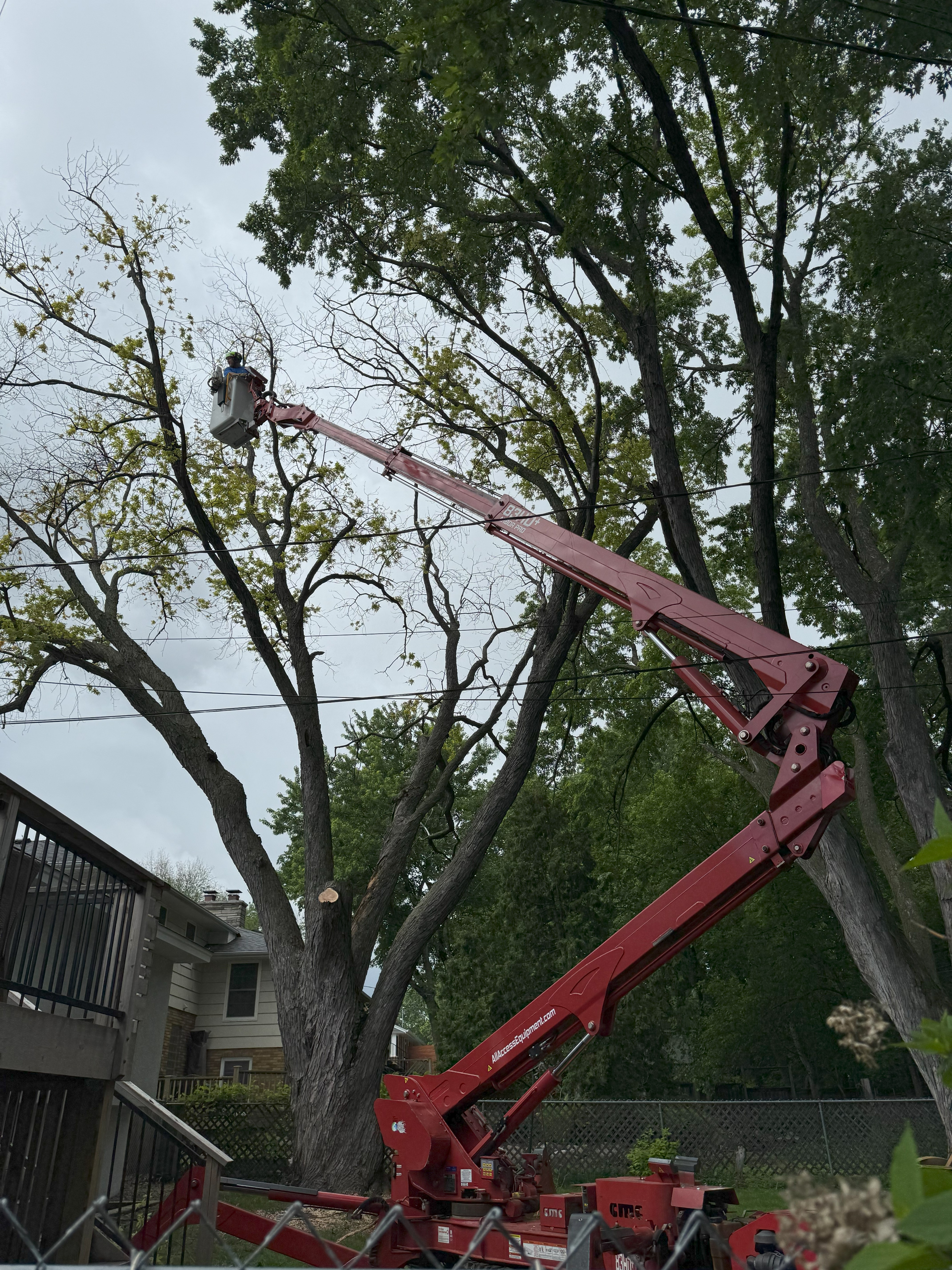 Professional arborist carefully trimming a tree in St. Cloud, MN, showcasing expert tree care services Professional arborist carefully trimming a tree in St. Cloud, MN, showcasing expert tree care services