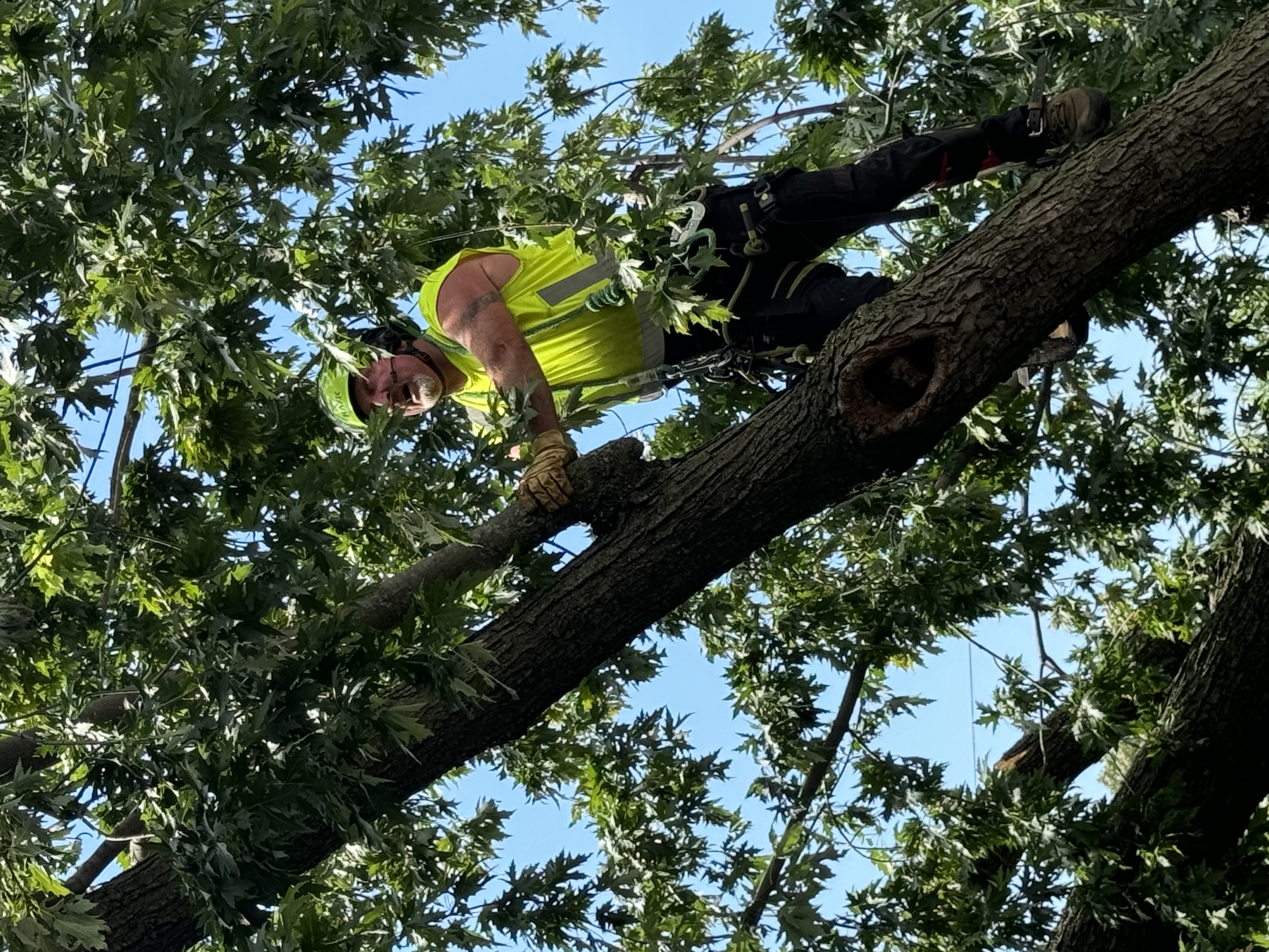Tree trimming crew actively working with equipment in St. Cloud, MN, illustrating hourly rates and professional service quality Tree trimming crew actively working with equipment in St. Cloud, MN, illustrating hourly rates and professional service quality