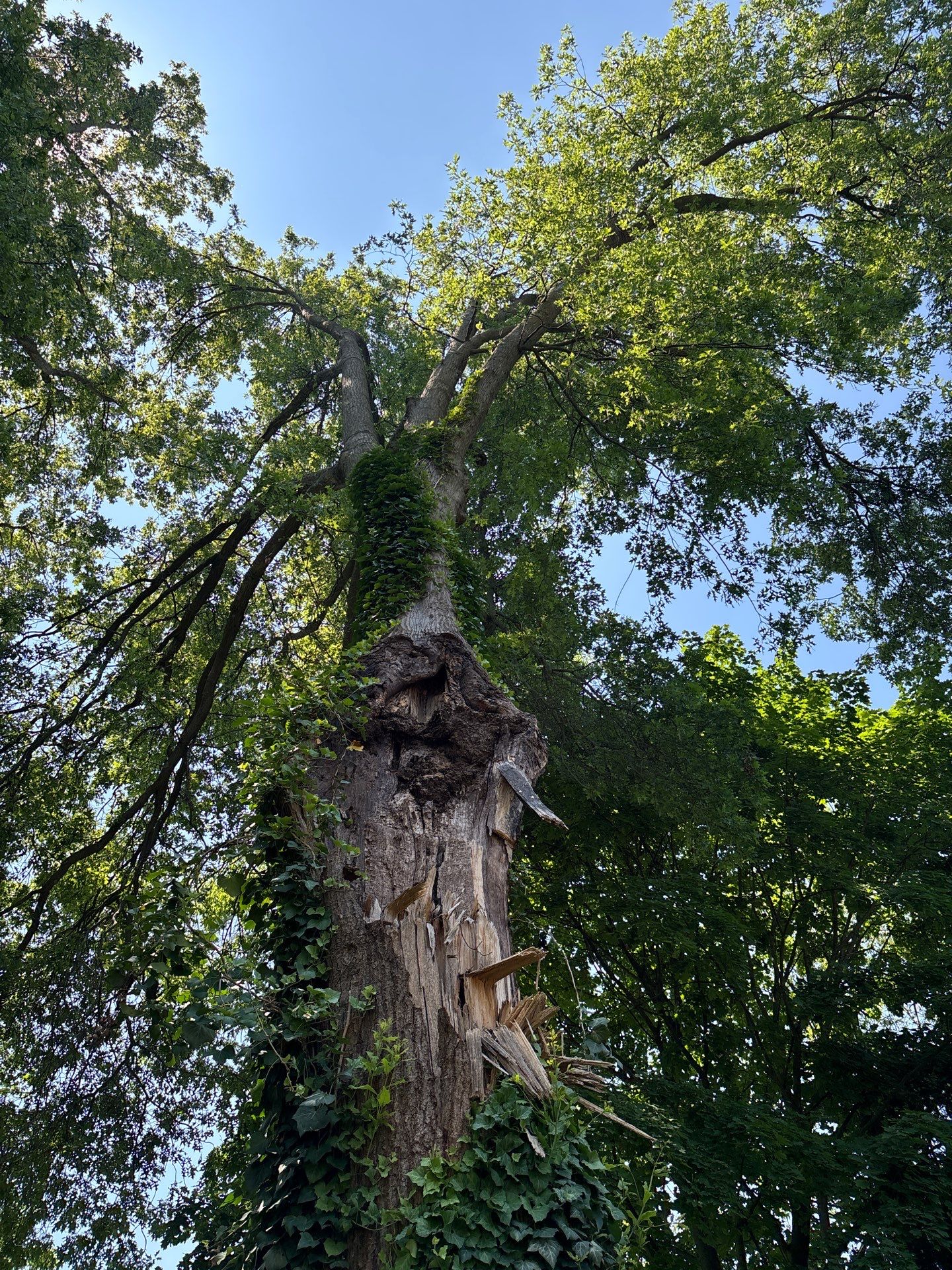 Image of storm-damaged Pin Oak