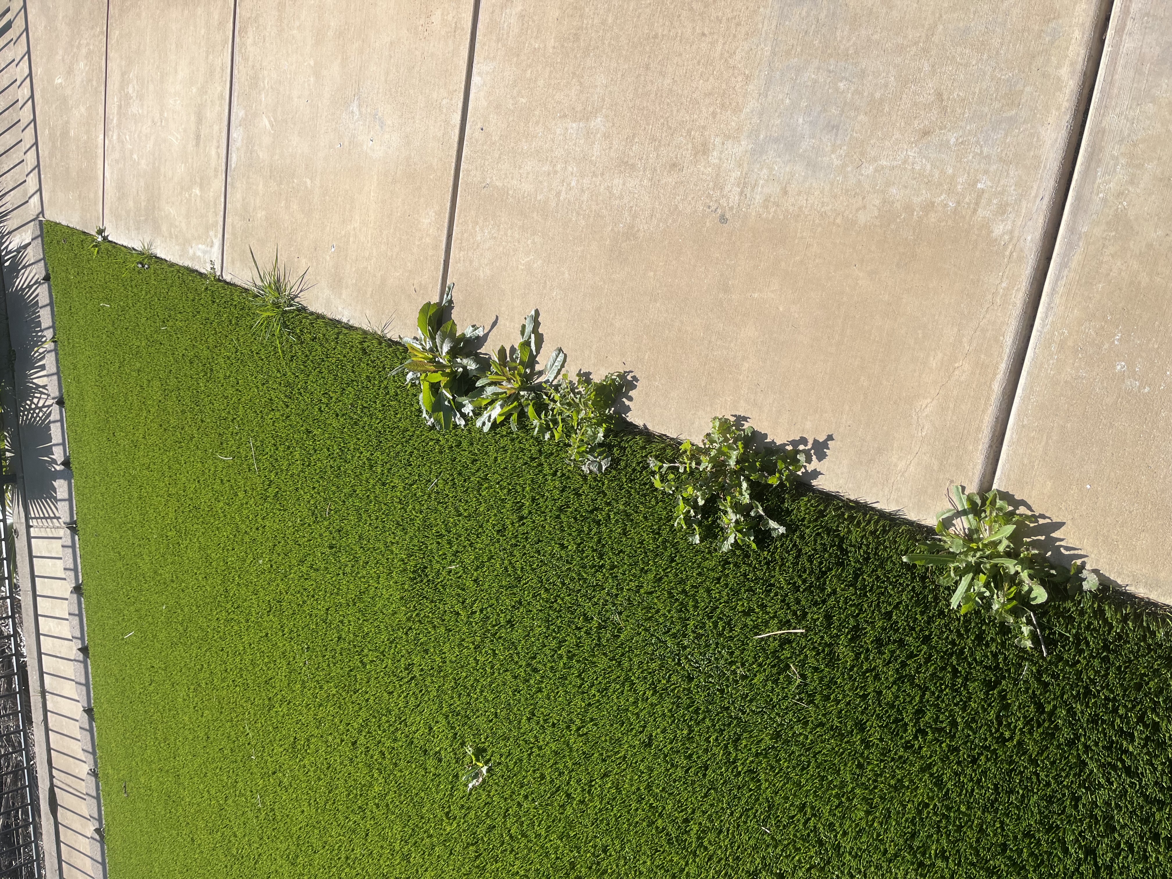 artificial grass and weeds