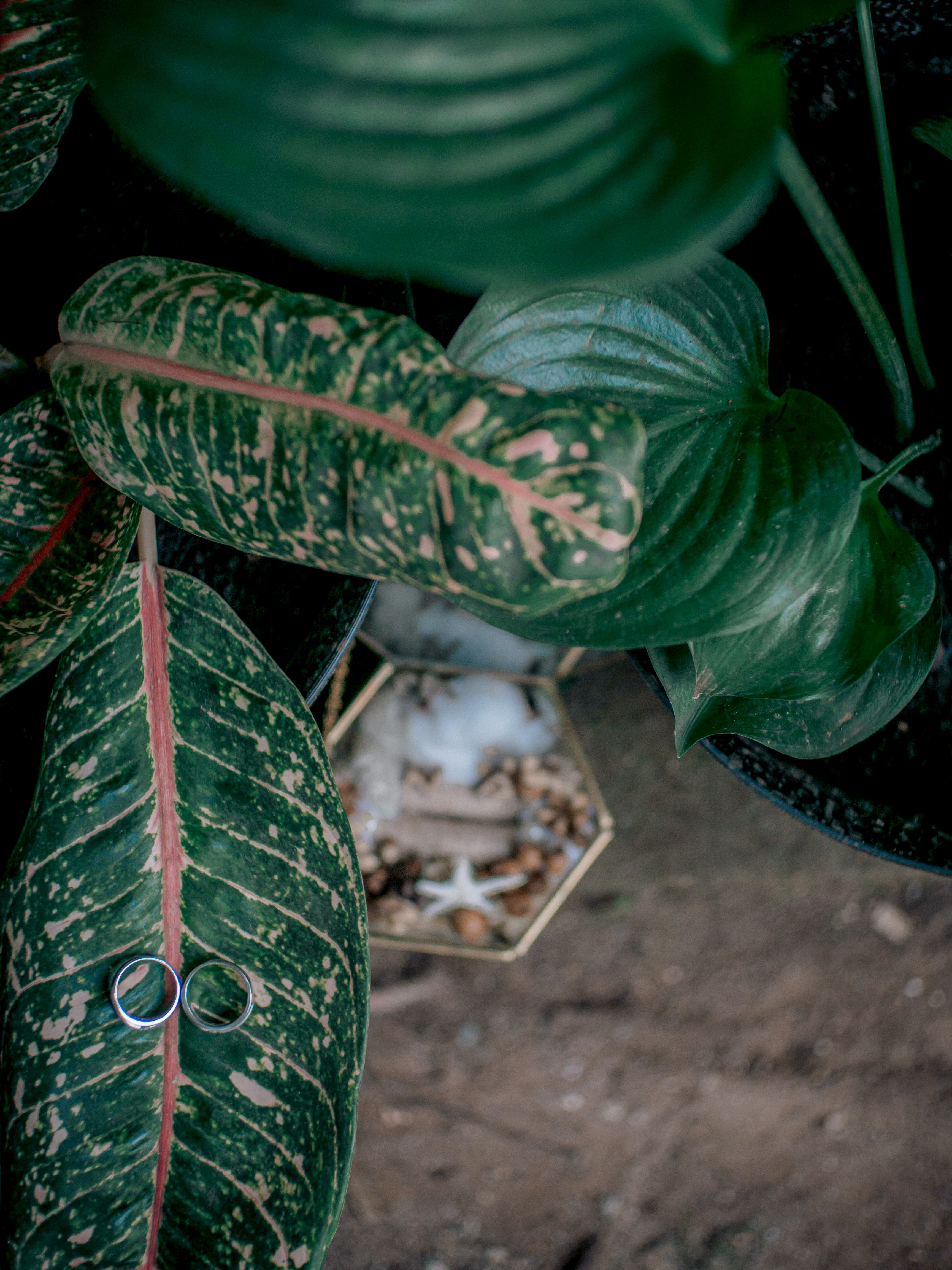 wedding rings on the leaves of houseplants