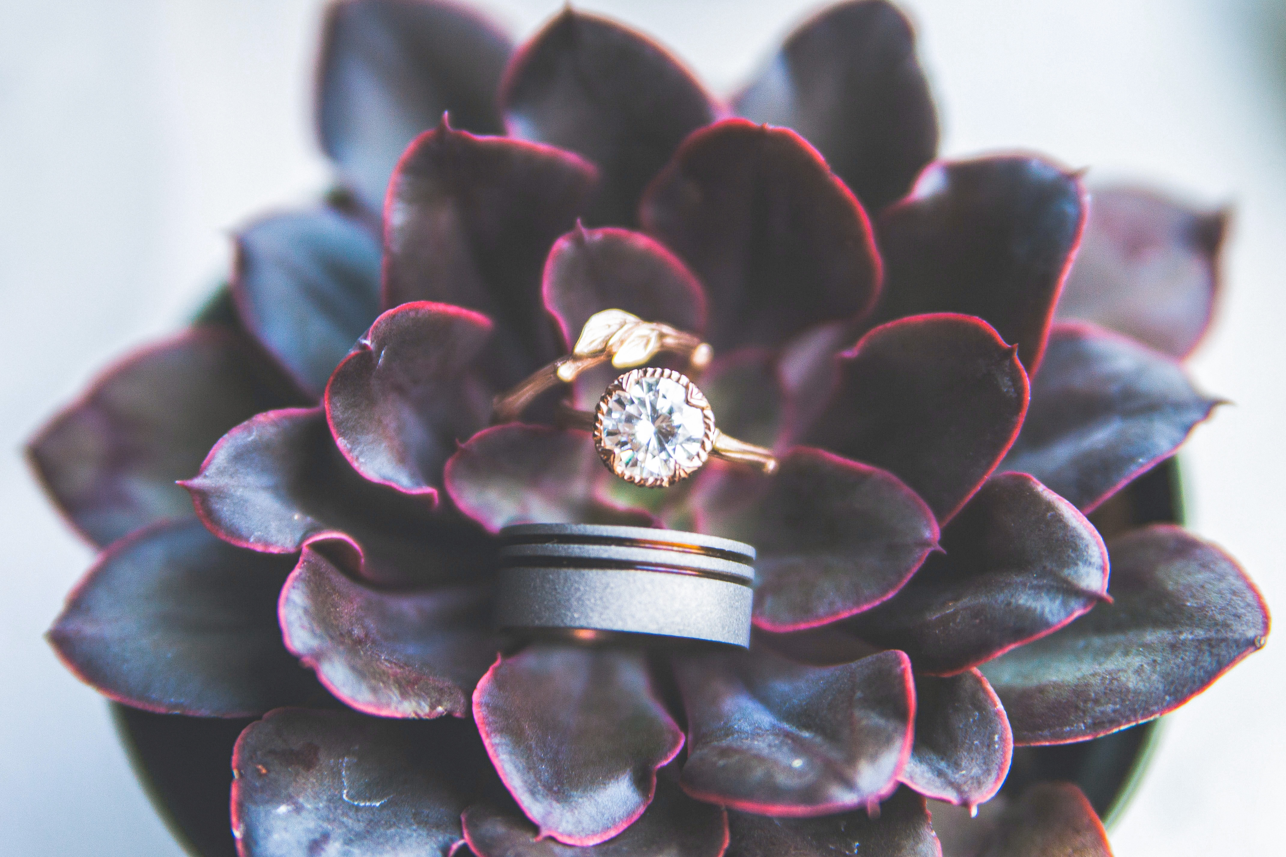 three wedding rings on a succulent