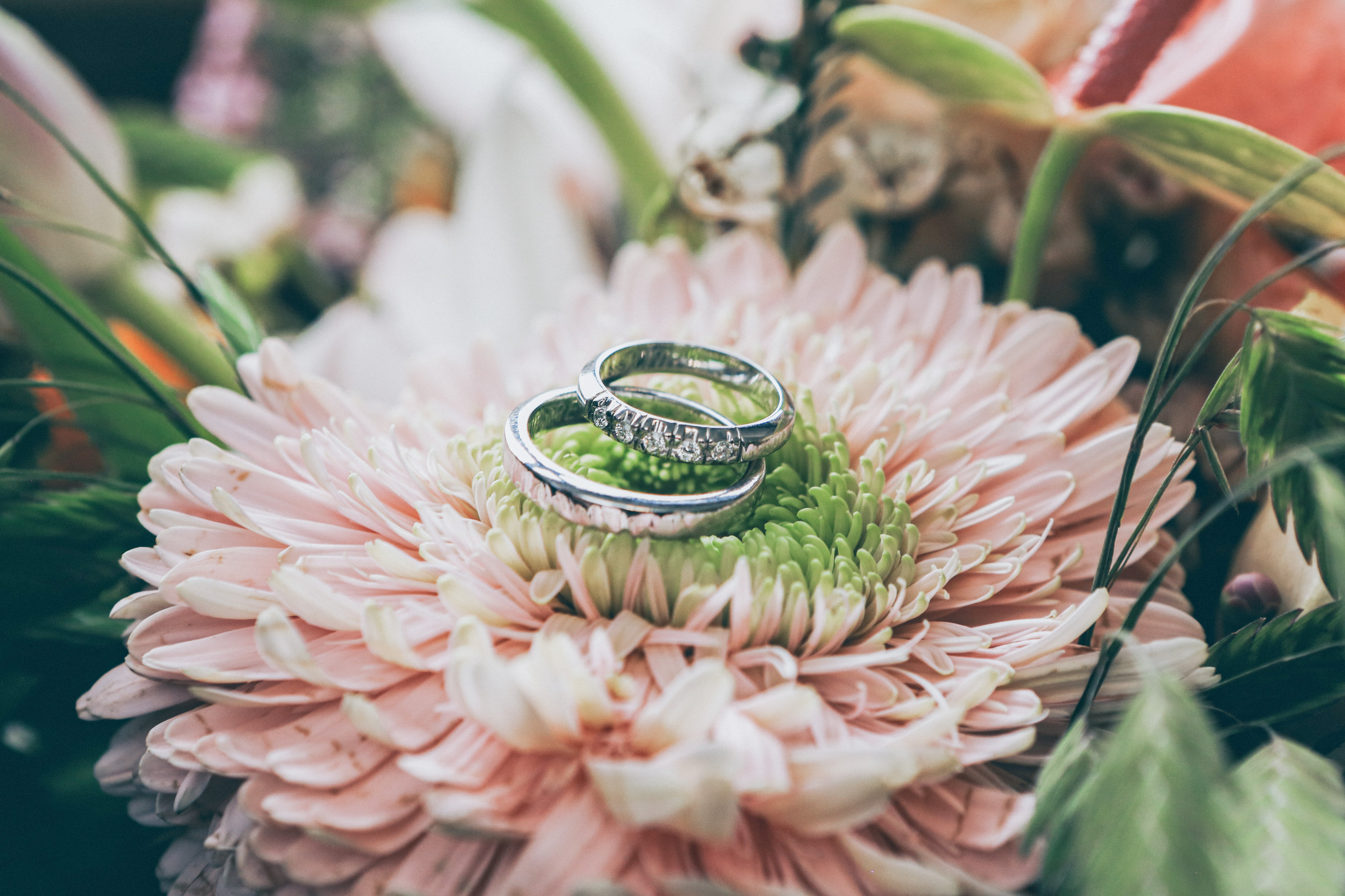 white gold wedding rings sit on top of a pale pink flower