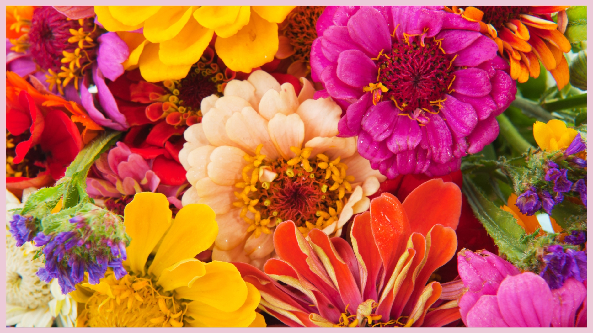 fleurs colorées fleurs colorées