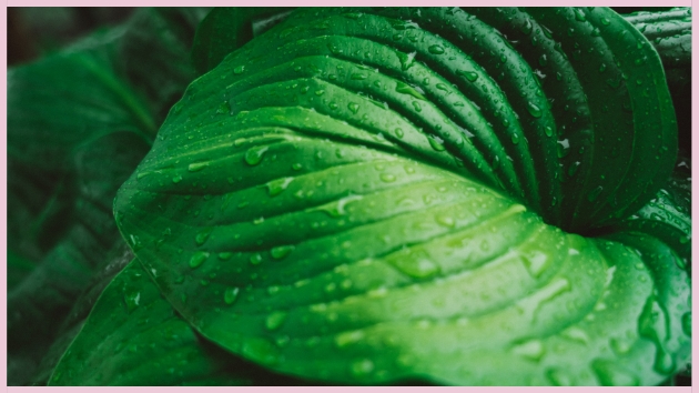 Plante Fraîche Plante Fraîche