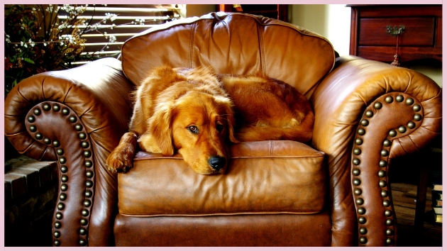Fauteuil en cuir Fauteuil en cuir