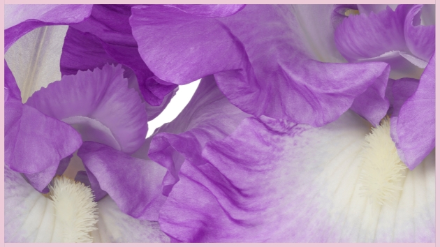 Fleurs Colorées Fleurs Colorées