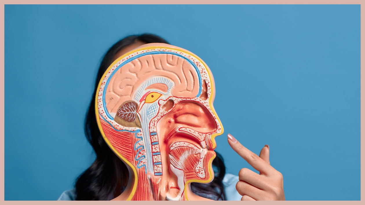 Anatomie du Nez Anatomie du Nez