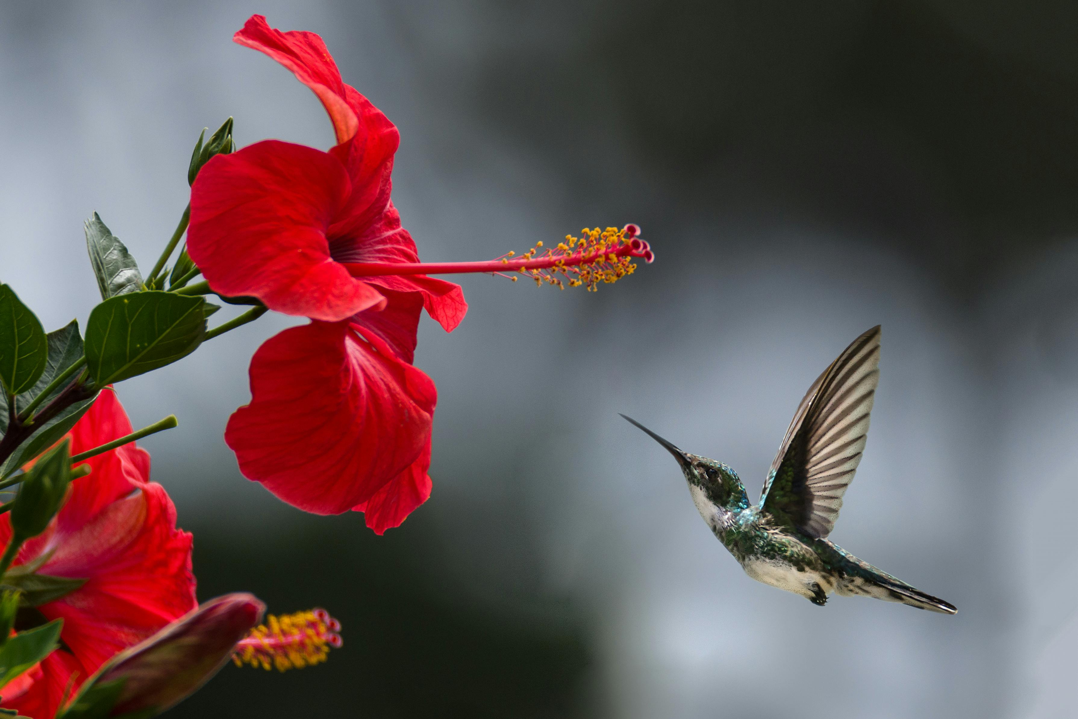 hummingbird
