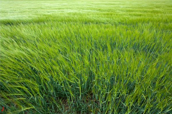 Grass in a feild