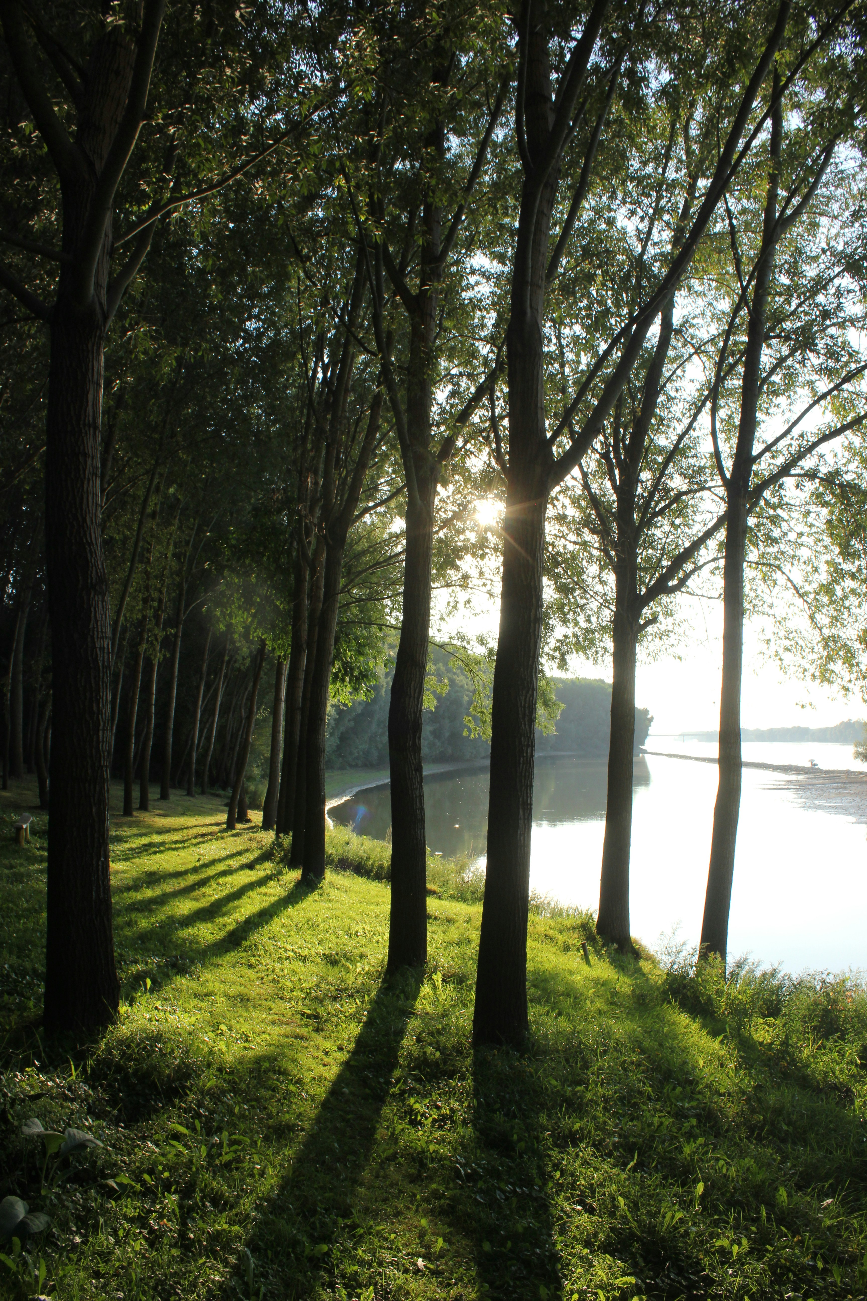 Woman in nature with light