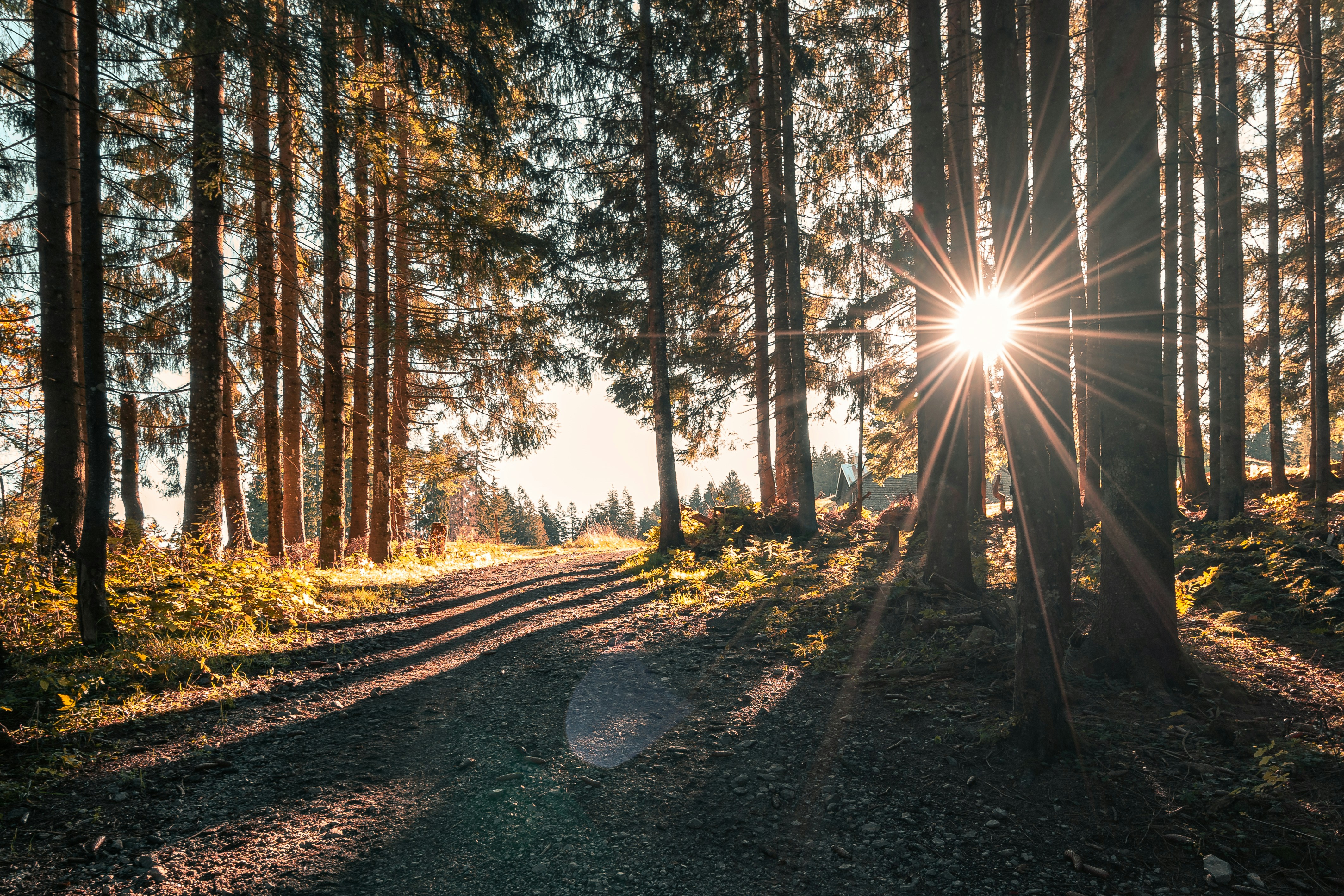 Morning light shining through a quiet forest path