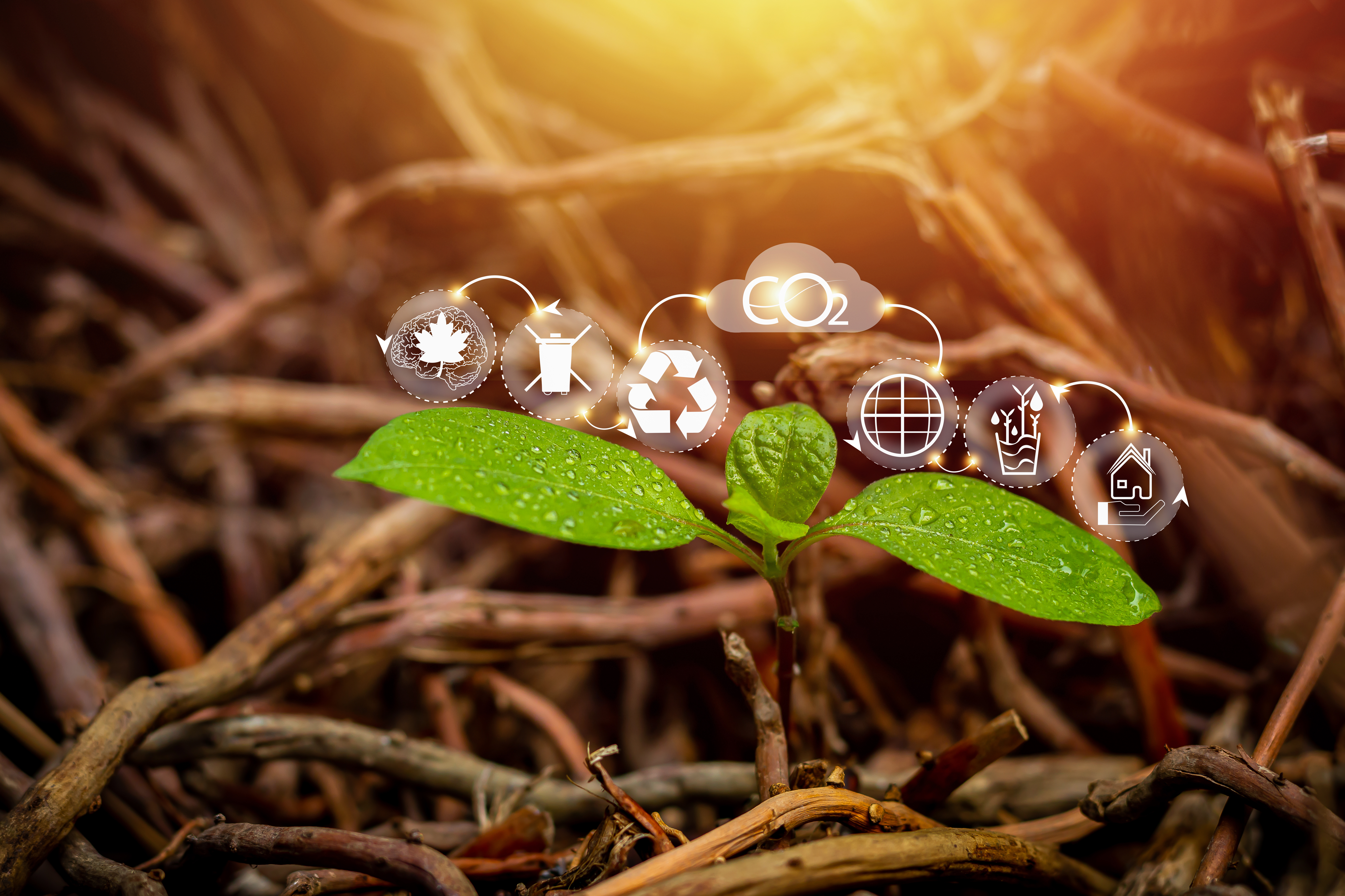 Leveraging Sustainability Certifications for Home Improvement Businesses - eco friendly Leveraging Sustainability Certifications for Home Improvement Businesses - eco friendly