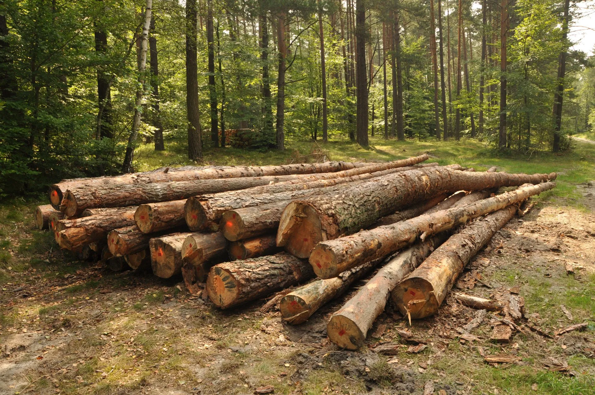 Affordable Tree Service Affordable Tree Service