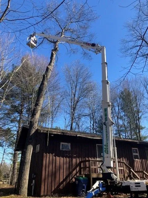 Tree Trimming Services in Green Bay Tree Trimming Services in Green Bay