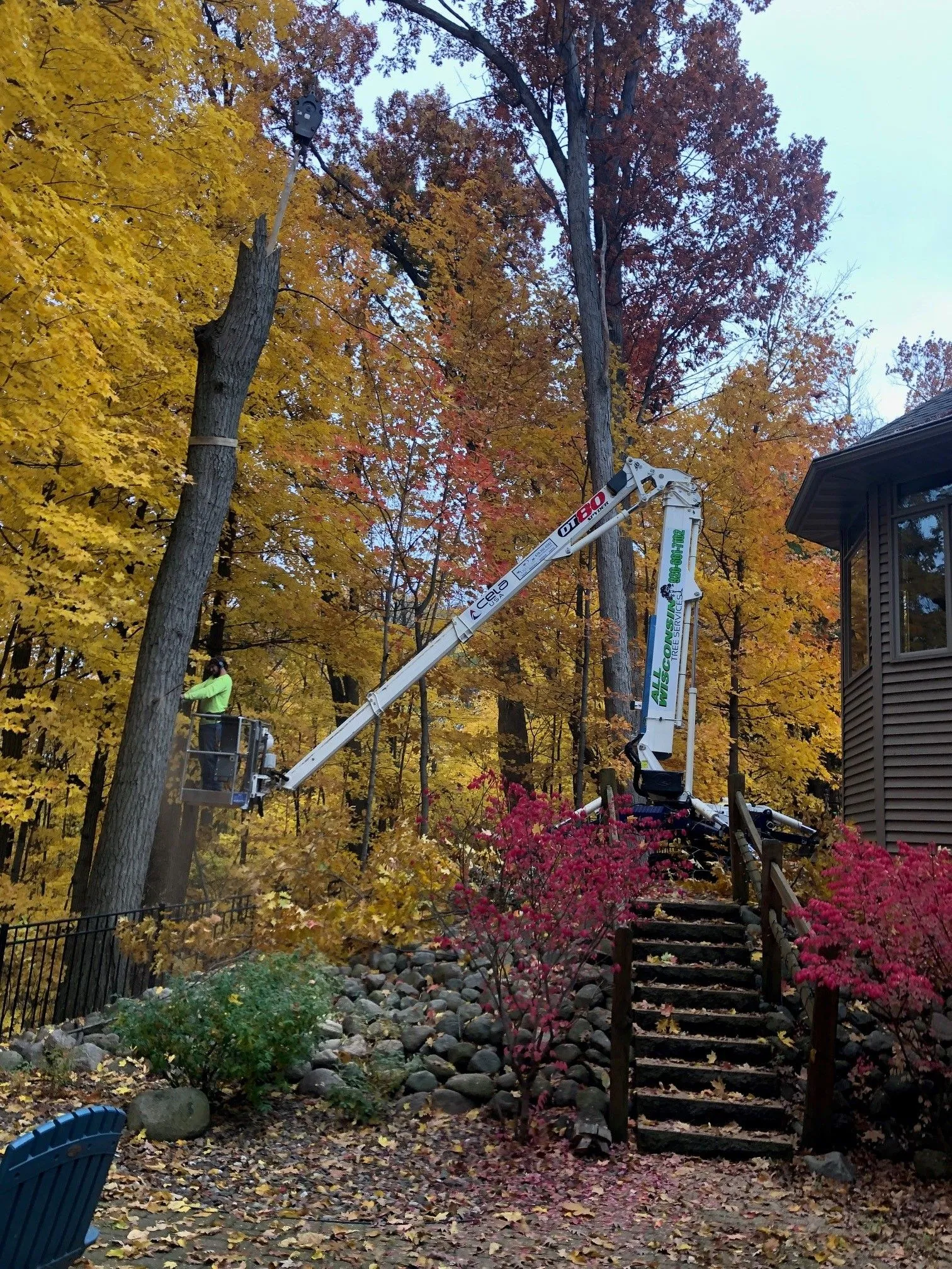 tree services