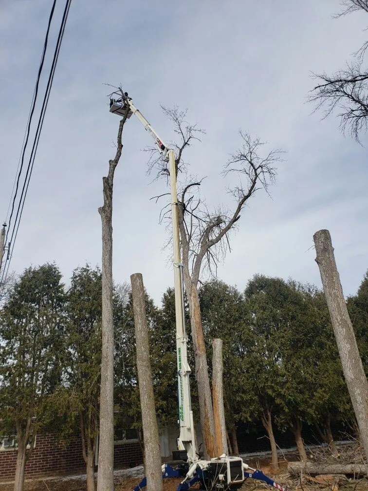 Tree Trimming Service Tree Trimming Service