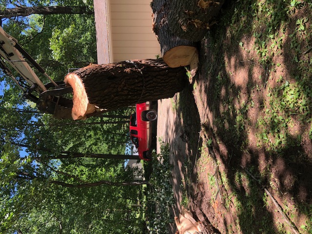 Tree Removal, Green Bay, WI Tree Removal, Green Bay, WI