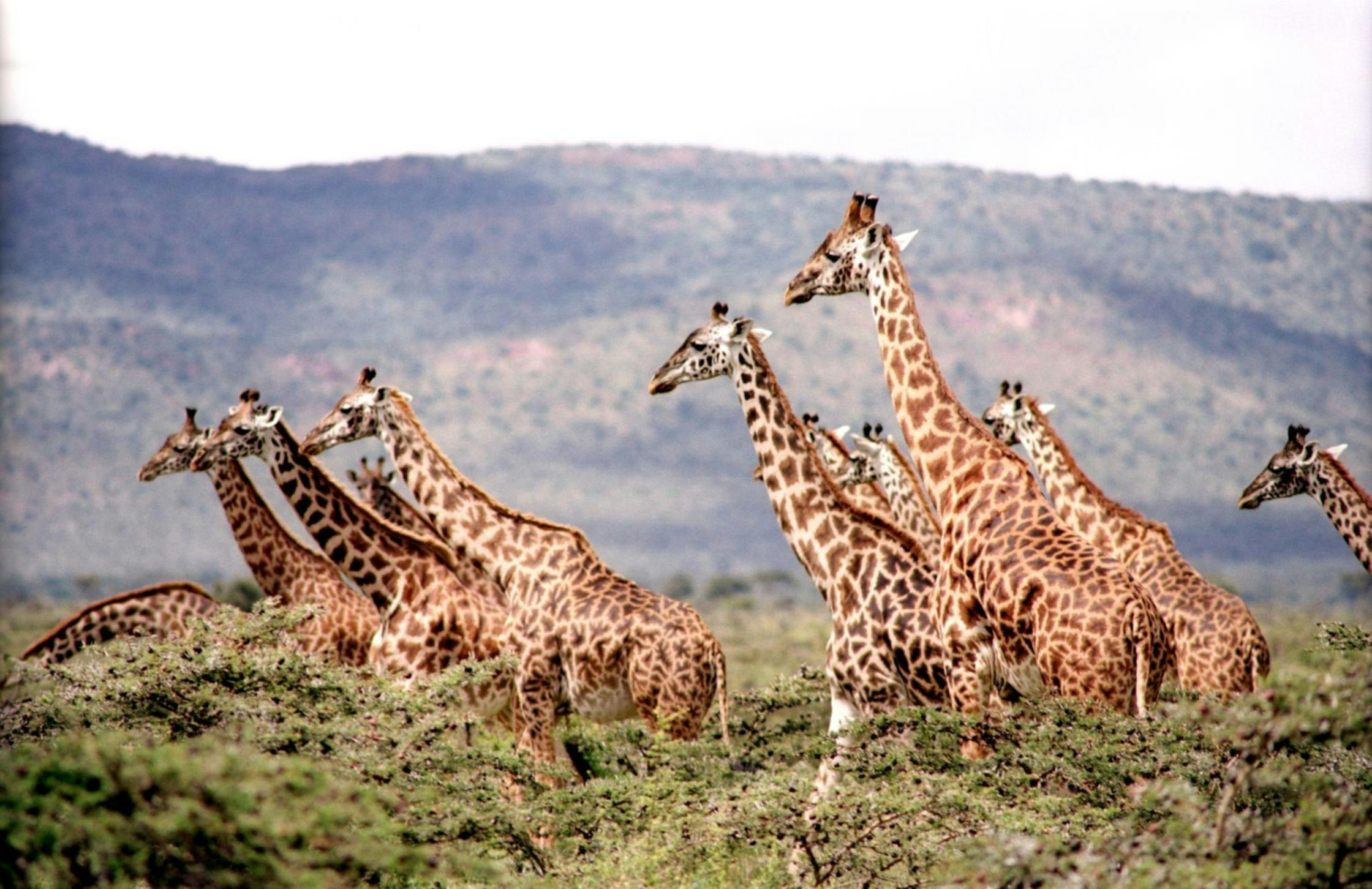 Giraffes Seen on African Safari Giraffes Seen on African Safari