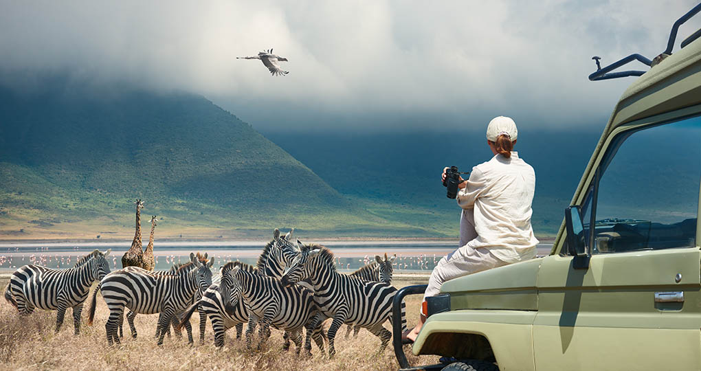 African Safari with Zebras African Safari with Zebras