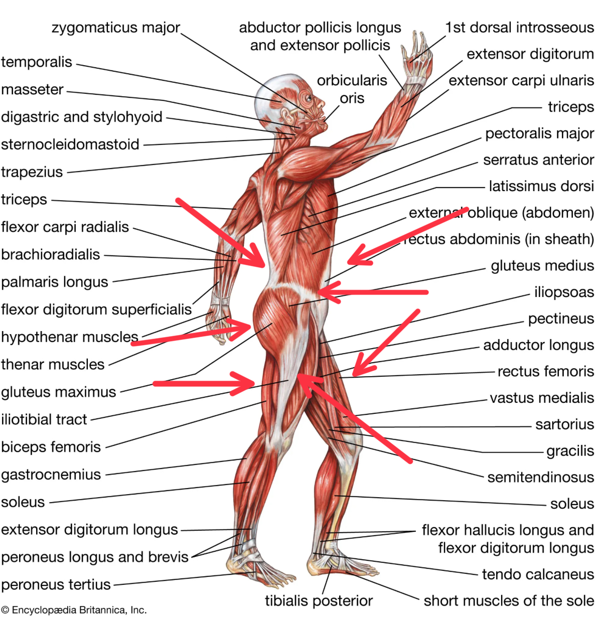 7 Muscles to Stretch for Low Back Relief: Tips from a Linwood Chiropractor 7 Muscles to Stretch for Low Back Relief: Tips from a Linwood Chiropractor
