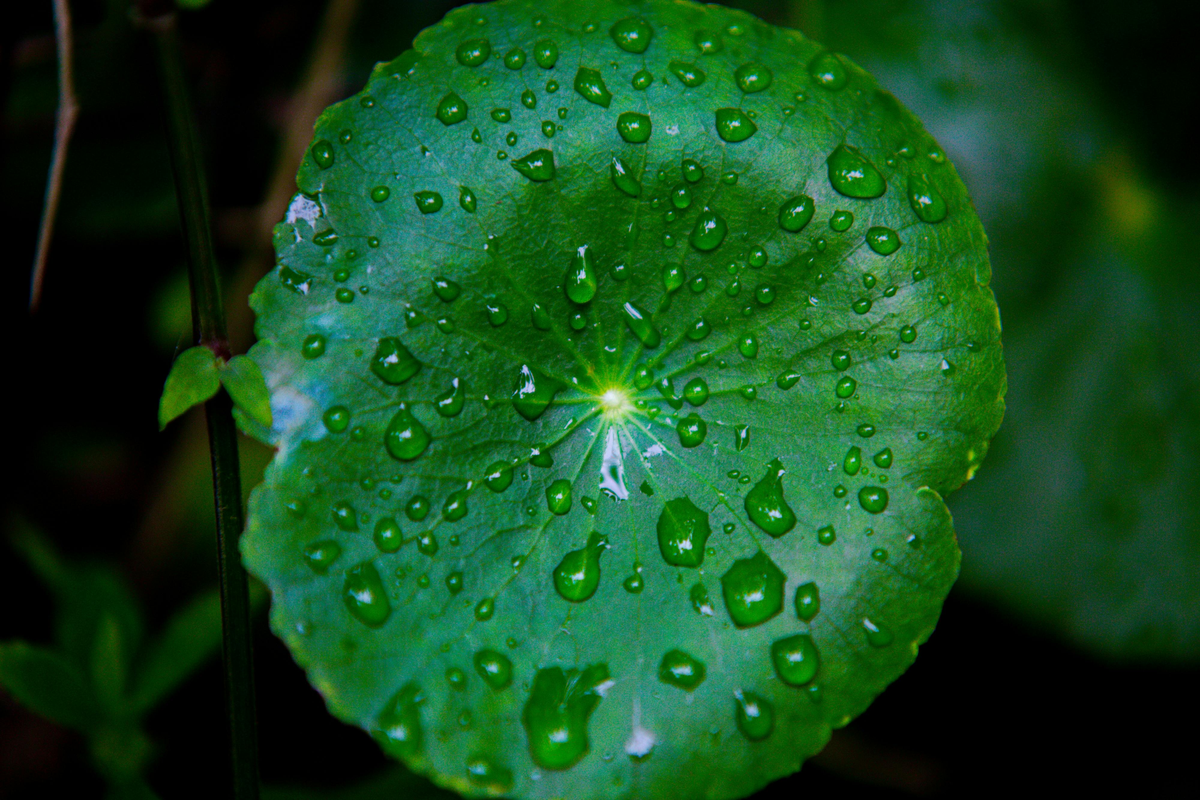 Centella asiatica Centella asiatica