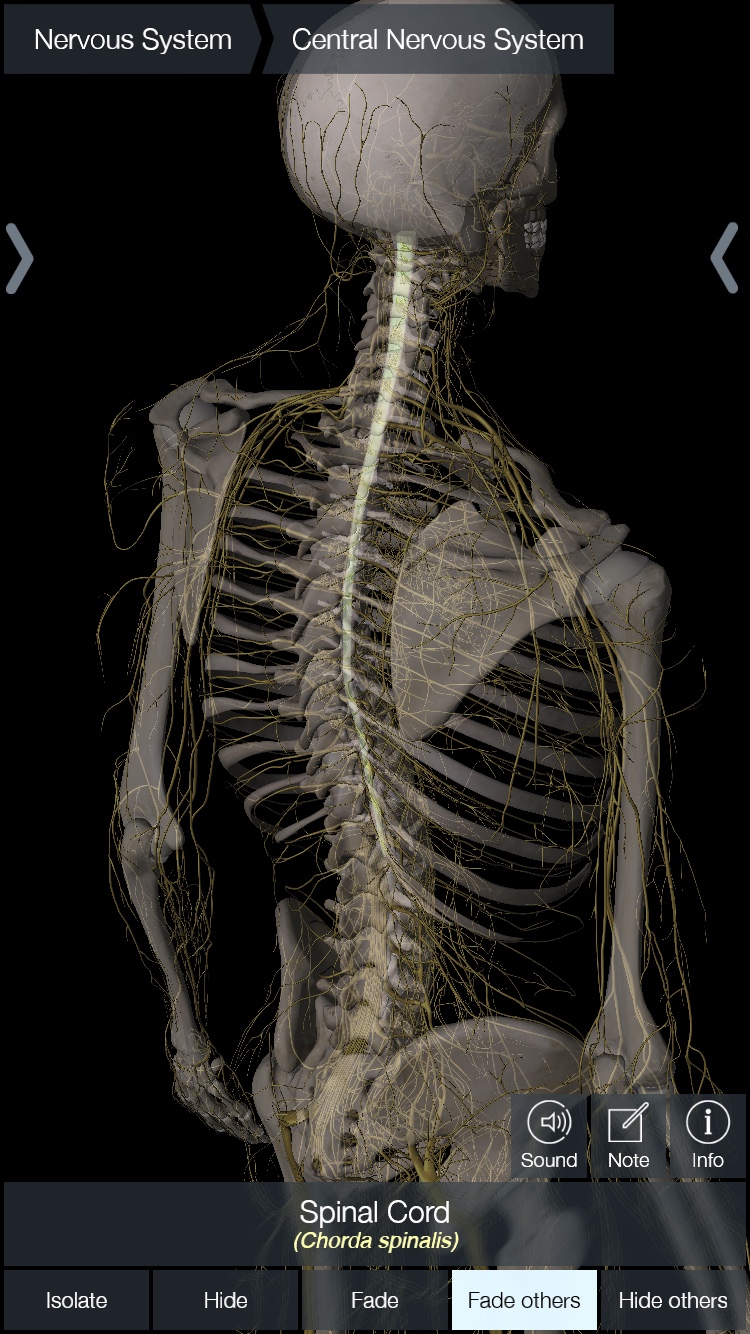 Central Nervous System Central Nervous System