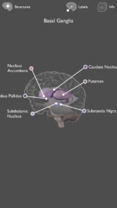 brain anatomy brain anatomy