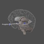 brain brain