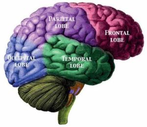 brain