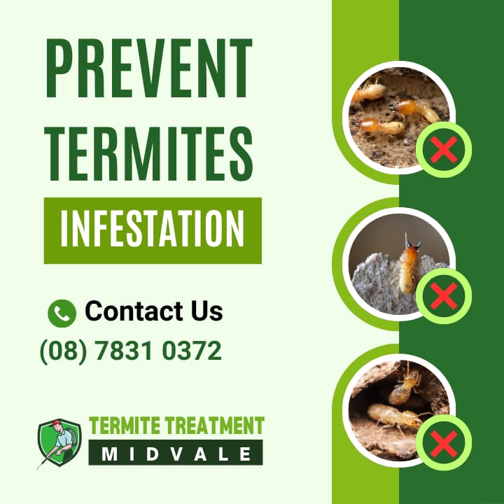  Discover effective strategies to prevent termite infestations. Learn essential tips and techniques to protect your home from these destructive pests.
