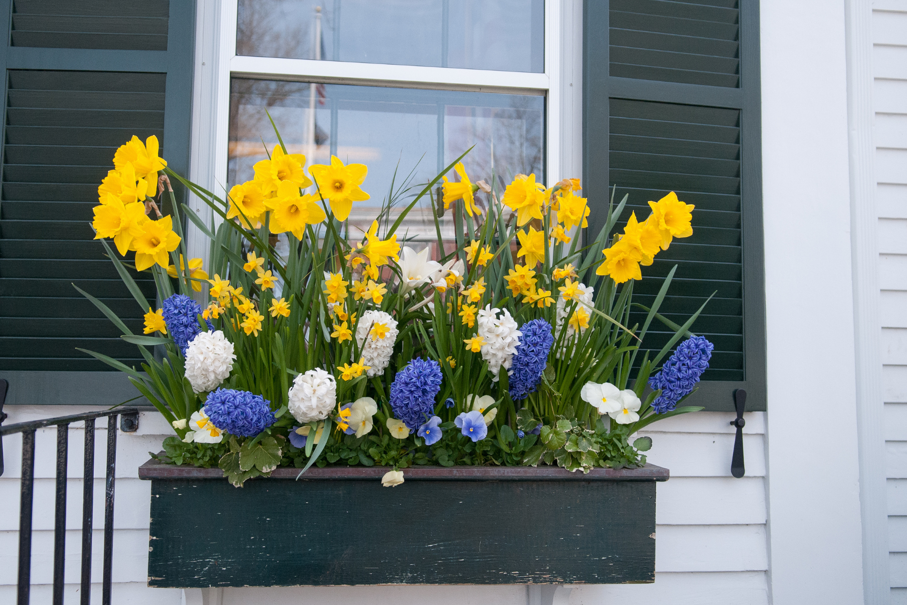 This image shows a charming window box overflowing with bright yellow, purple, and white flowers, instantly adding color and personality to a home’s exterior—an easy curb appeal win. This image shows a charming window box overflowing with bright yellow, purple, and white flowers, instantly adding color and personality to a home’s exterior—an easy curb appeal win.